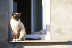 Indoor vs Outdoor Cats