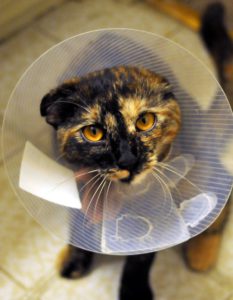 Cat after spay or neuter