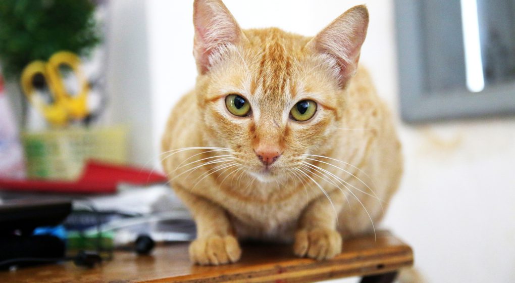 Training Cats to Stay Off Counters