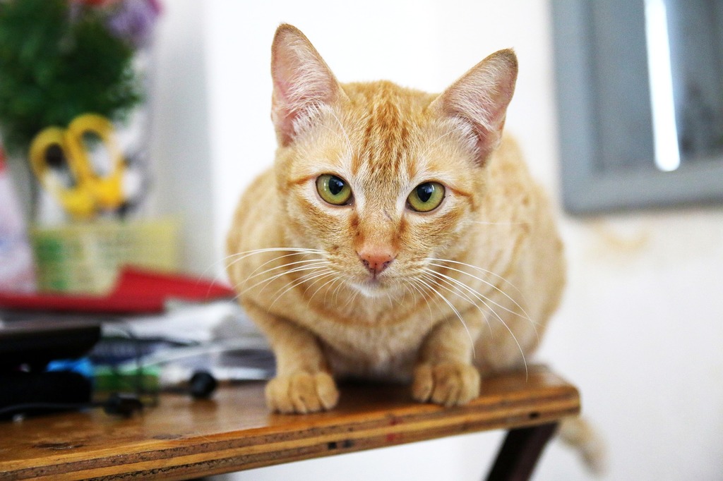 Training Cats to Stay Off Counters