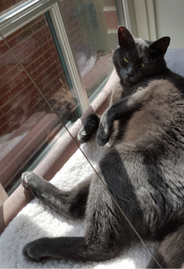 Beast cat in her window bed