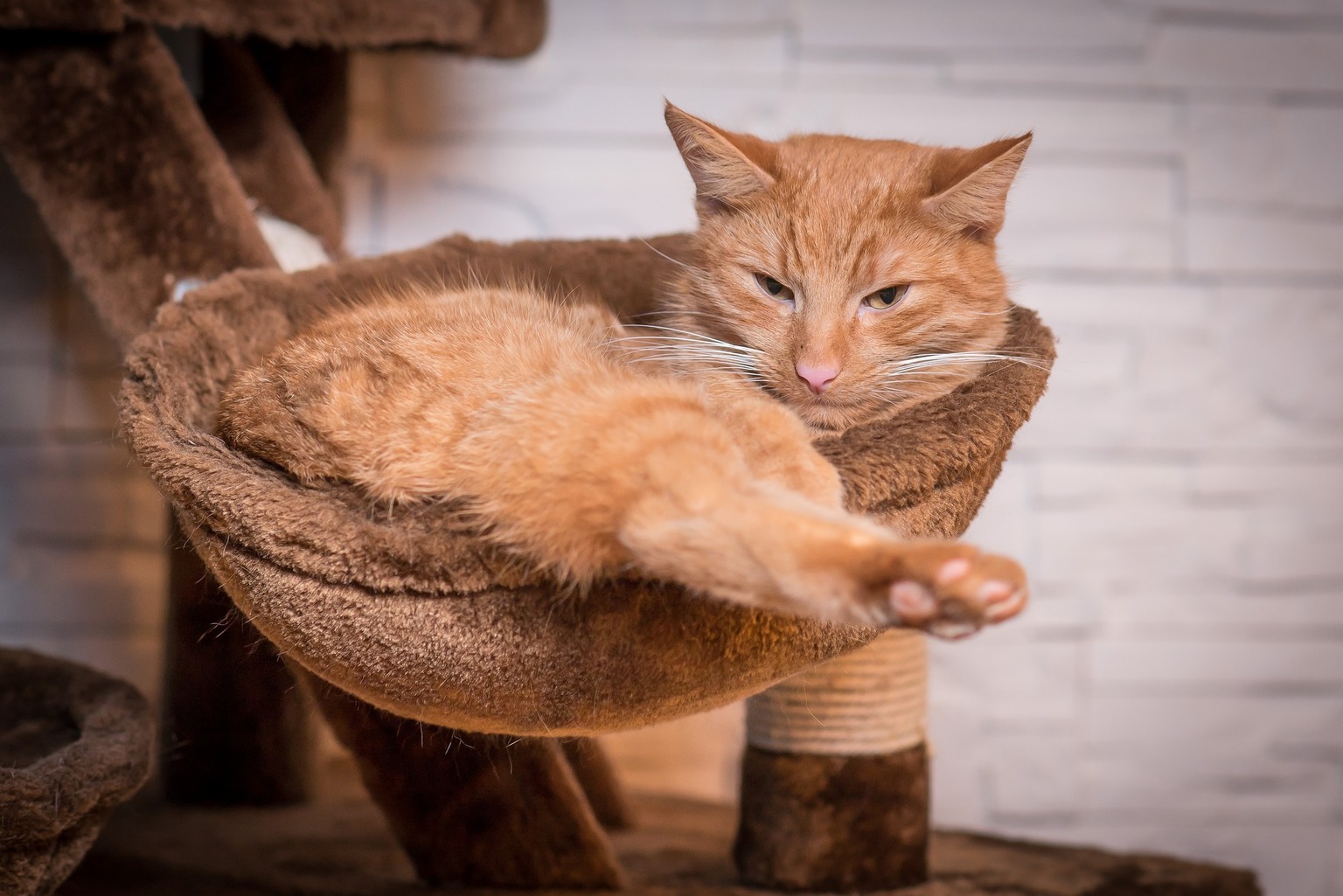Training Cats to Stay Off Counters