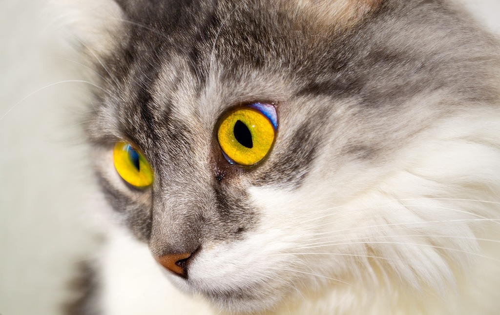 cat supplies starter kit