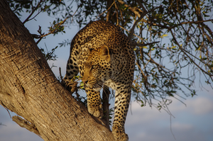 Cats Like High Places