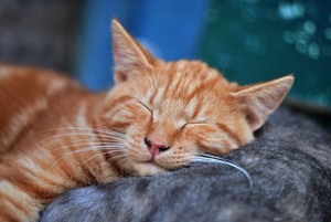 What do I need to adopt a cat?