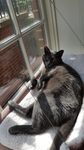 Beast in Sunny Seat Large Cat Window Perch