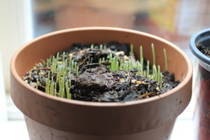 cat grass sprouts