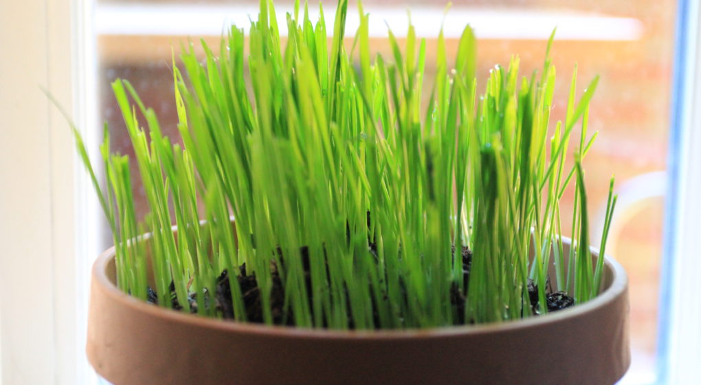cat grass ready for eating
