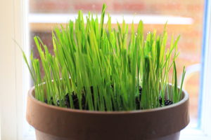 cat grass ready for eating