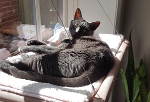 Beast in sunny seat large cat window perch