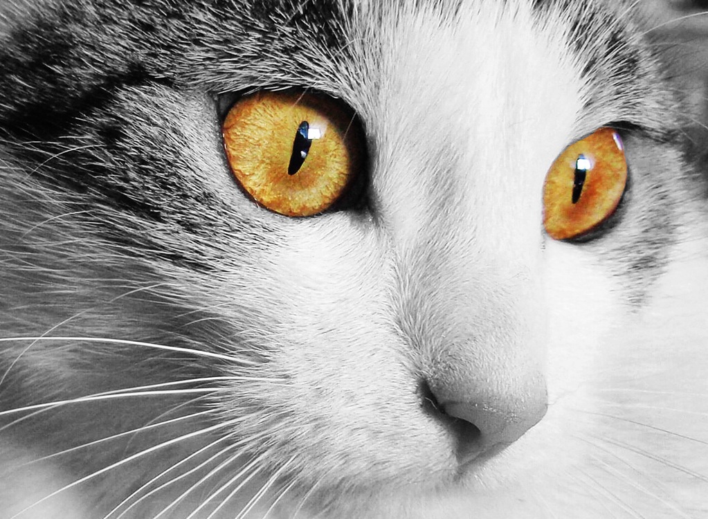 how to stop kitty litter tracking