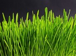 cat grass