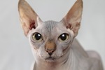 hairless sphinx cat