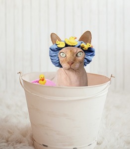 how to bathe your cat
