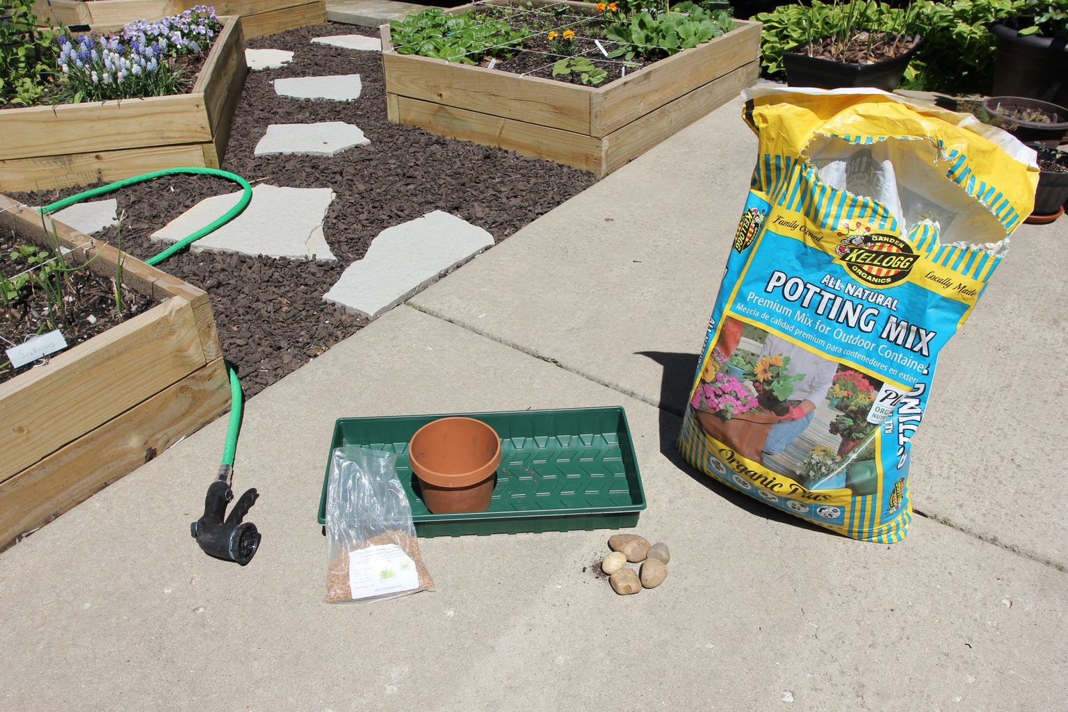 Where to Buy Cat Grass? Grow your own!!