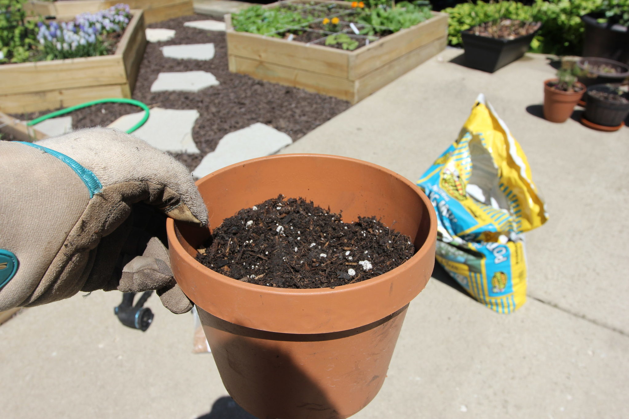 Where to Buy Cat Grass? Grow your own!!