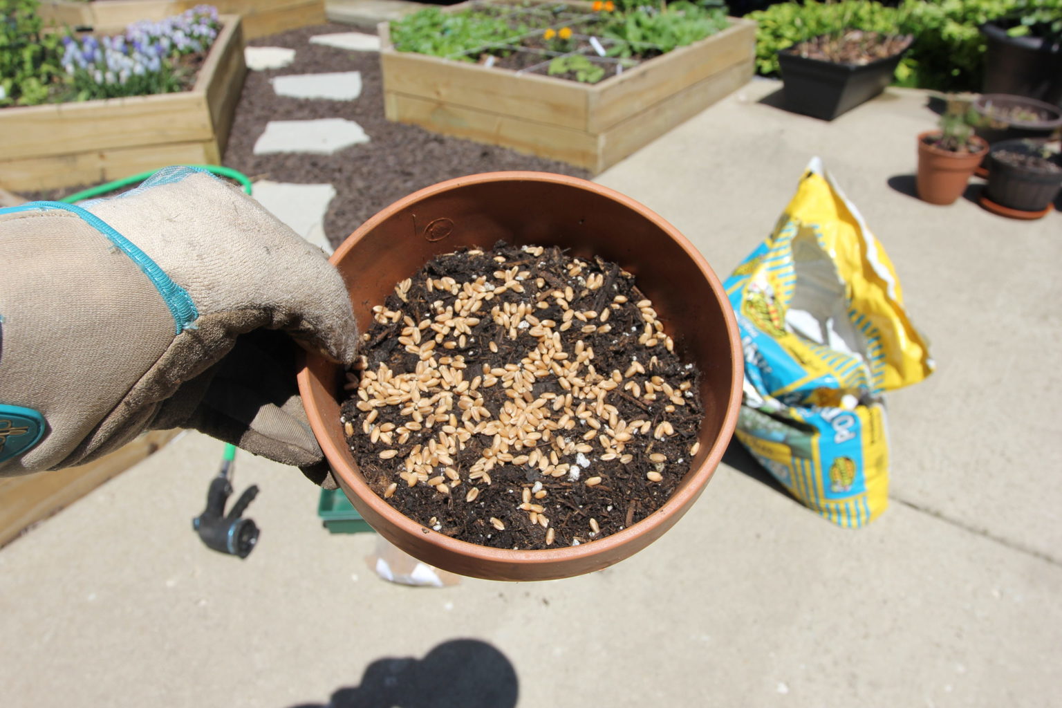 Where to Buy Cat Grass? Grow your own!!