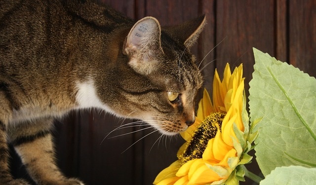 How To Keep Cats From Eating House Plants