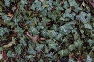 Ivy