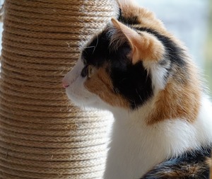 Cat Scratching Post Review