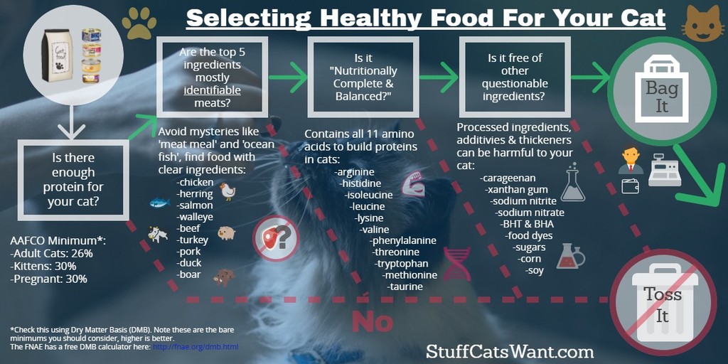 wet vs dry cat food infographic web