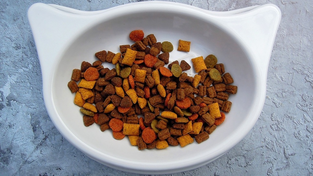 wet vs dry cat food which is the winner