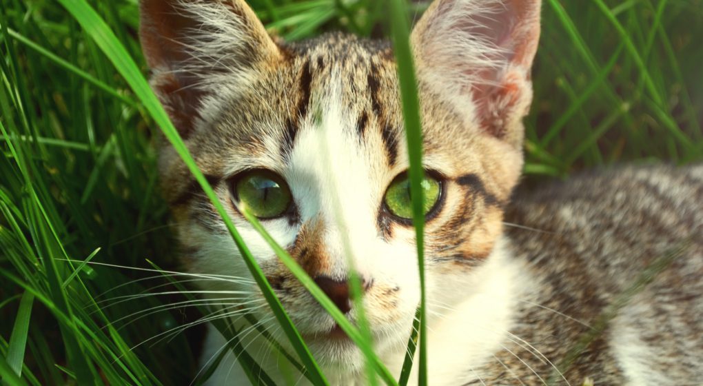 Why Is My Cat Eating Grass