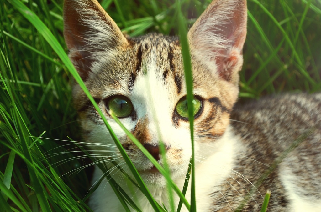 Why Is My Cat Eating Grass