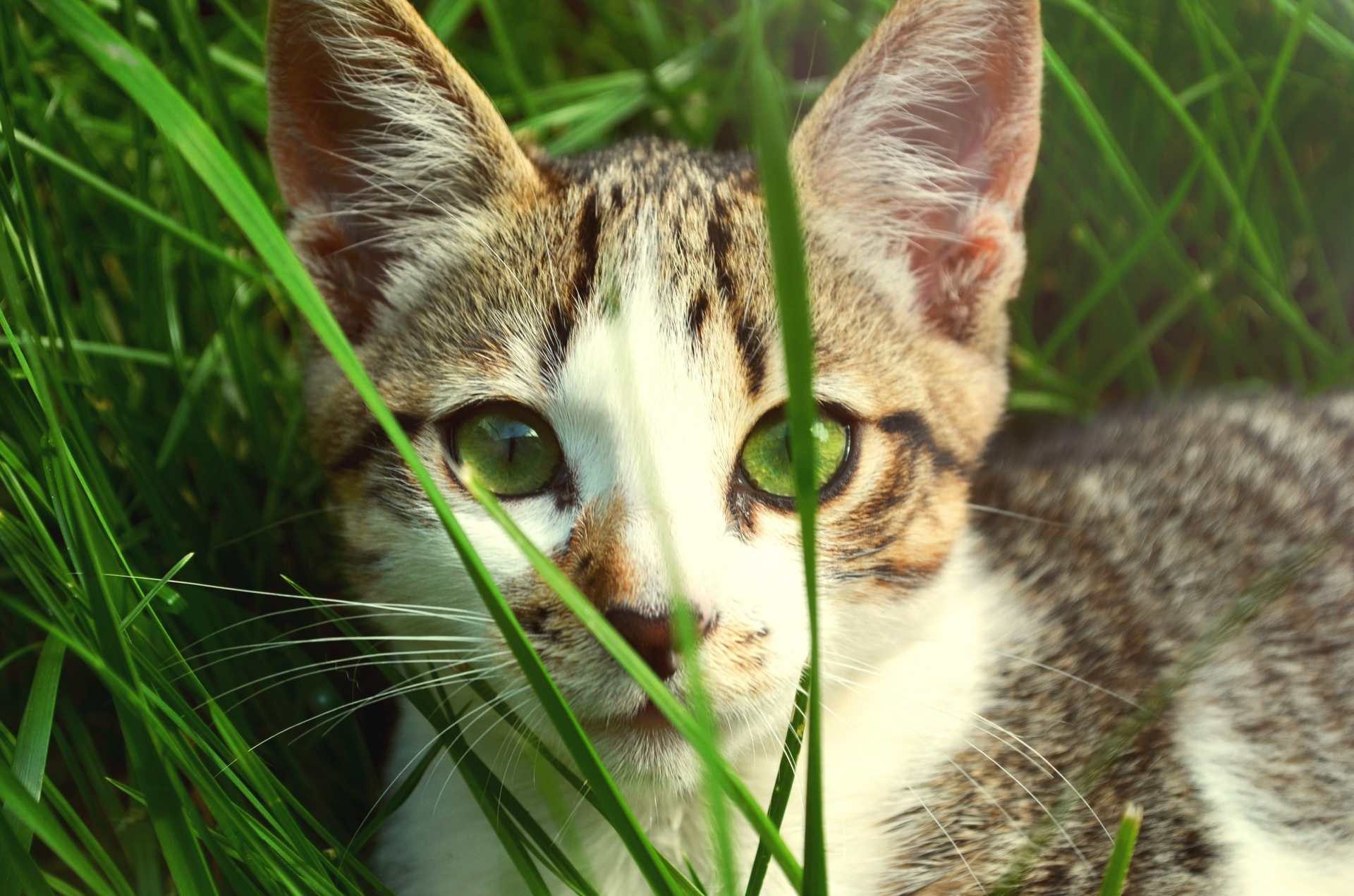 Why Is My Cat Eating Grass And Being Sick