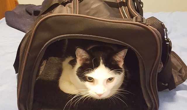 Get a cat outlet into a carrier