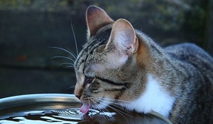 How Much Water Should A Cat Drink a Day