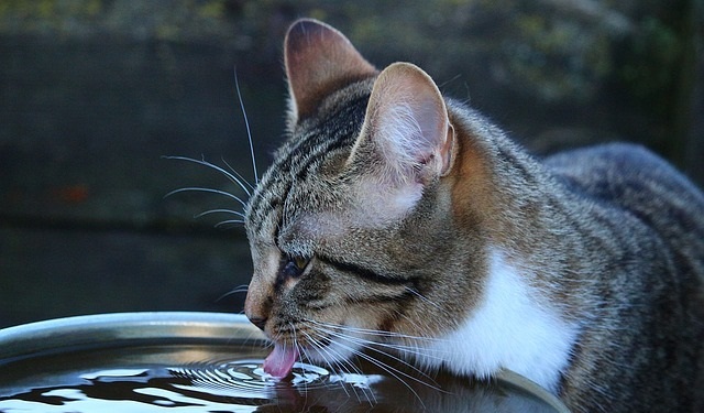 how-much-water-should-a-cat-drink-a-day