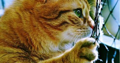 What is the Best Cat Carrier for Your Feline Friend? What is the Best Cat Carrier for Your Feline Friend?