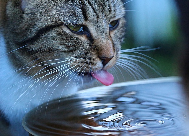 What is the best cat water fountain