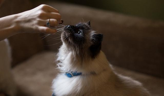 How Many Times A Day Should I Feed My Cat 