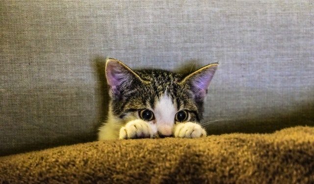 how to stop a cat from scratching the carpet