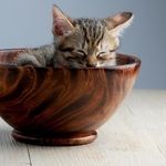 kitten in a wooden bowl