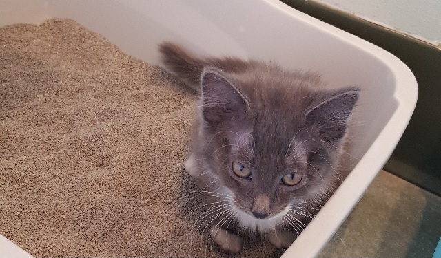 cat laying in litter box after spay