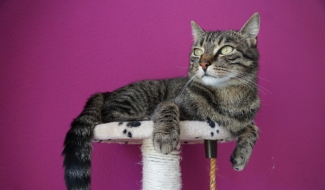 Go Pet Club Cat Tree Review - Let's Climb!