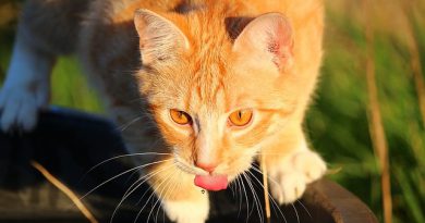 How to Keep Your Cat Cool In The Summer How to Keep Your Cat Cool In The Summer