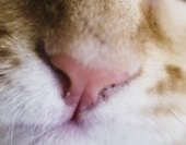 kitten nose close up