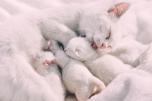 kittens nursing
