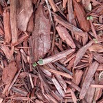 mulch