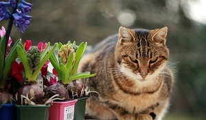 stop cats from fouling your garden