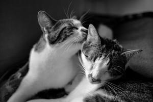 bonded cats grooming
