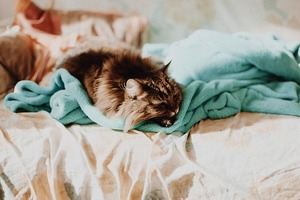 a cat asleep on the bed