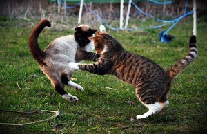 cats fighting