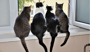 friendly cats in a window