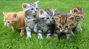 multiple kittens