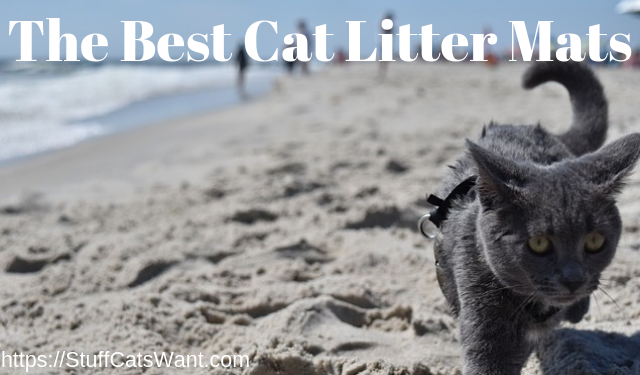 a cat walking on a beach